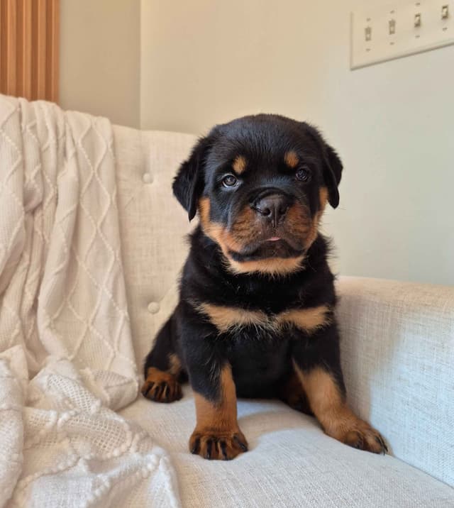 Loyalty One Rottweiler Puppies media 12