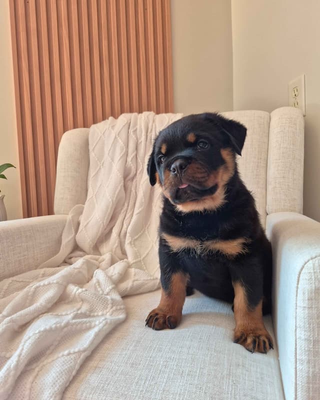 Loyalty One Rottweiler Puppies media 15