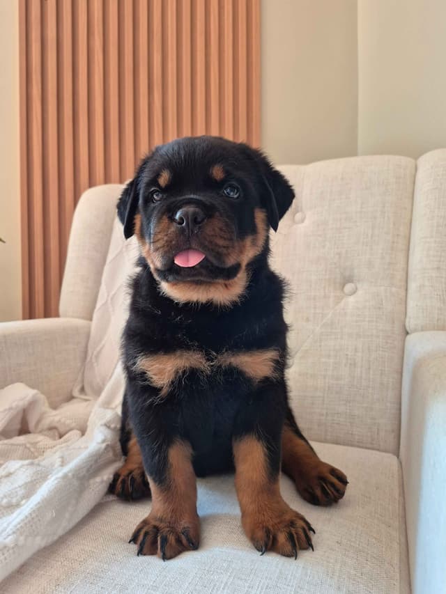 Loyalty One Rottweiler Puppies media 13