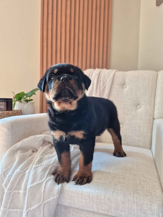 Loyalty One Rottweiler Puppies media 14