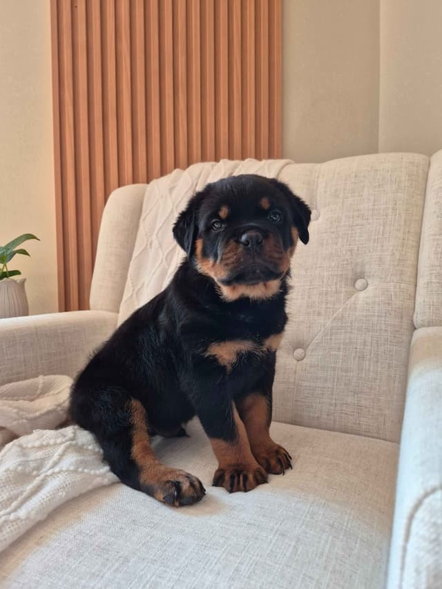 Loyalty One Rottweiler Puppies media 16