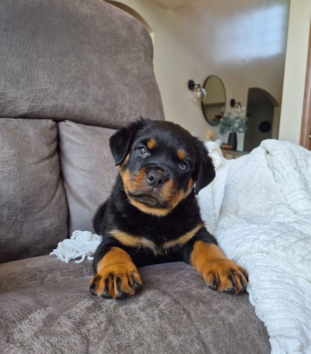 Loyalty One Rottweiler Puppies media 17