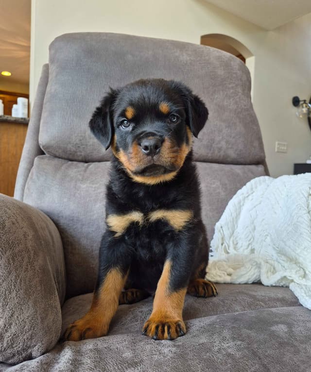 Loyalty One Rottweiler Puppies media 18
