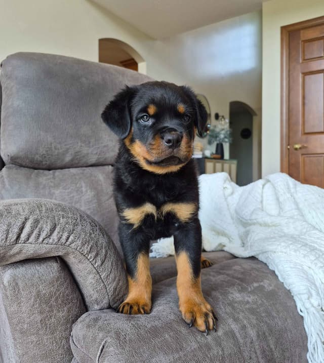 Loyalty One Rottweiler Puppies media 19