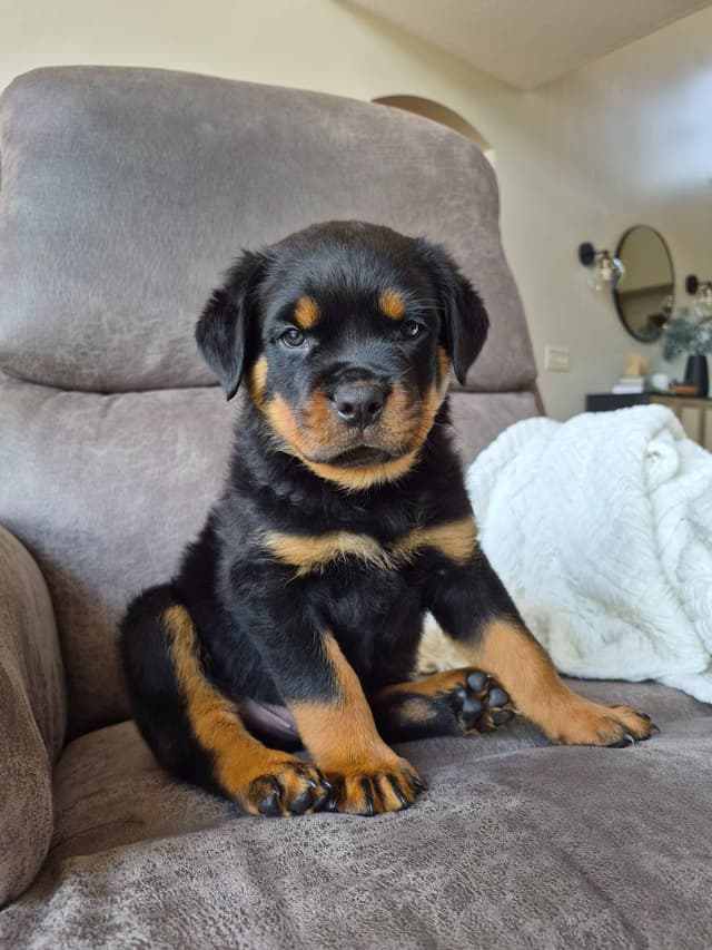 Loyalty One Rottweiler Puppies media 20