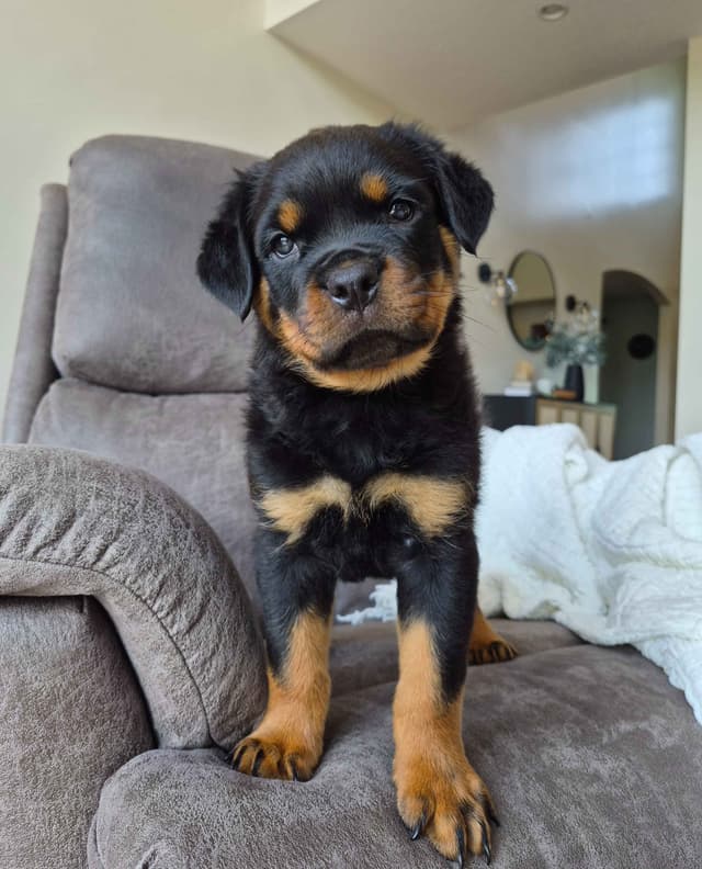 Loyalty One Rottweiler Puppies media 21