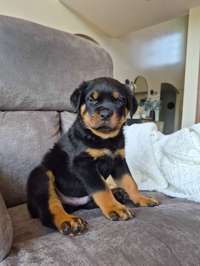 Loyalty One Rottweiler Puppies media 22