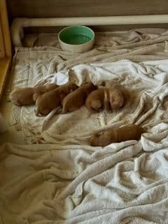 Golden Retriever Puppies media 3