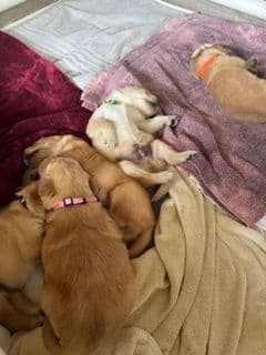 Golden Retriever Puppies media 2