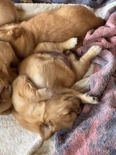 Golden Retriever Puppies media 4
