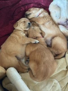 Golden Retriever Puppies media 5