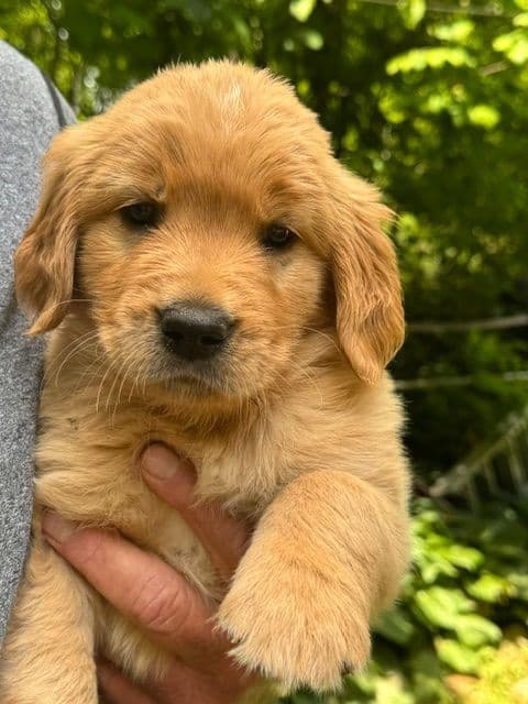 Golden Retriever Puppies media 6