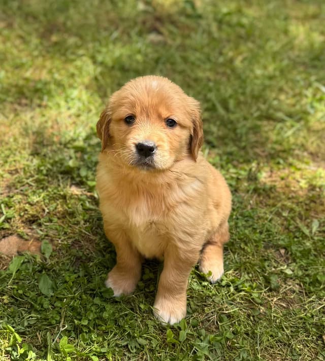 Golden Retriever Puppies media 7