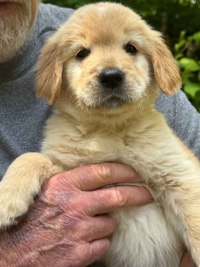 Golden Retriever Puppies media 8