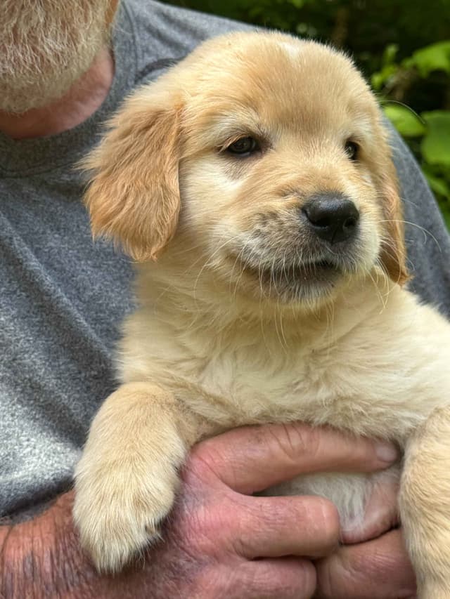 Golden Retriever Puppies media 9