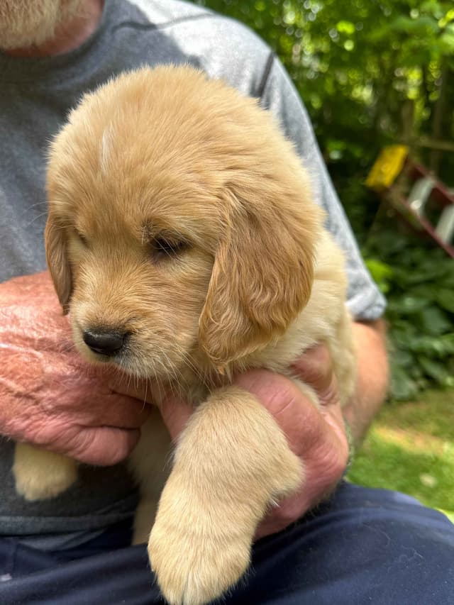 Golden Retriever Puppies media 10