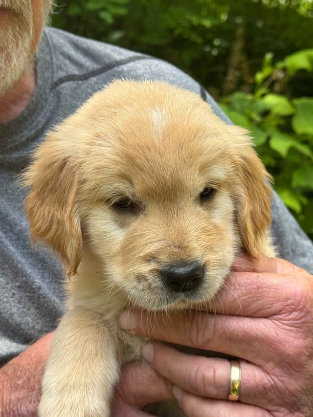 Golden Retriever Puppies media 11