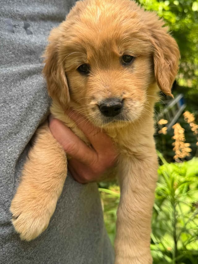 Golden Retriever Puppies media 12