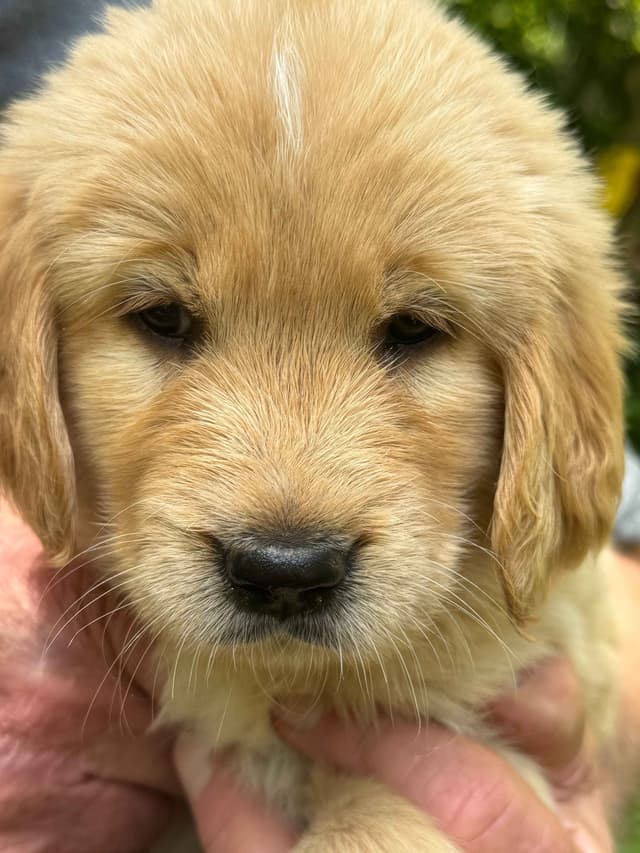 Golden Retriever Puppies media 13