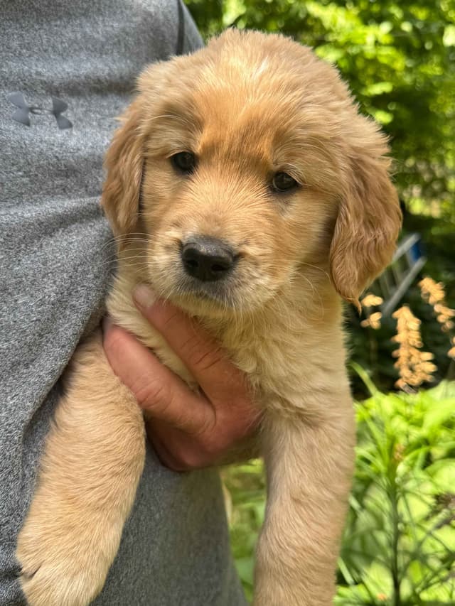 Golden Retriever Puppies media 14
