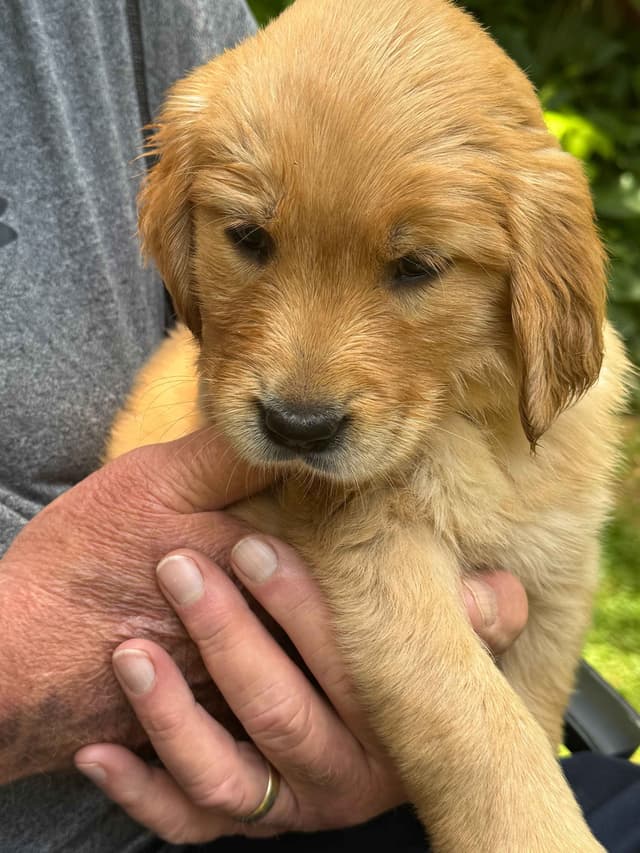 Golden Retriever Puppies media 15