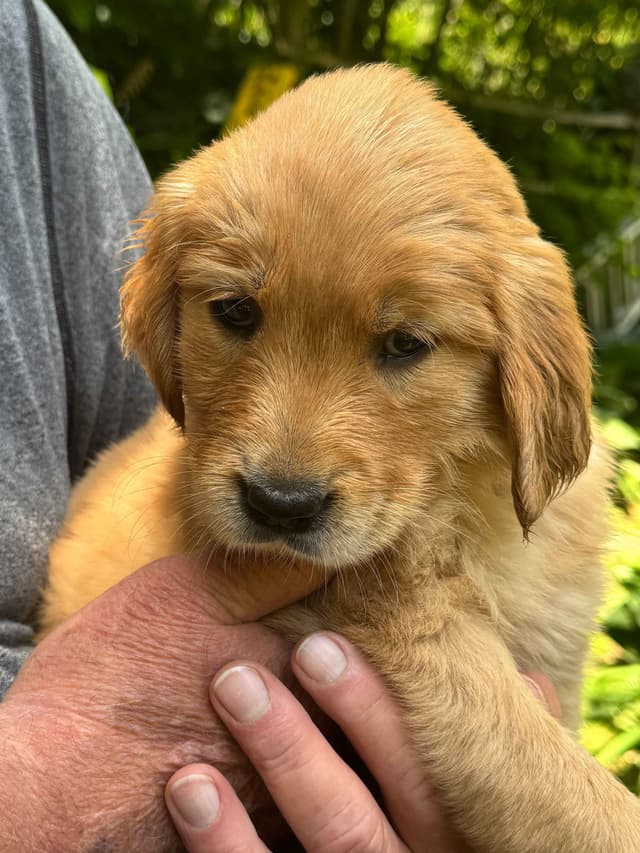 Golden Retriever Puppies media 16