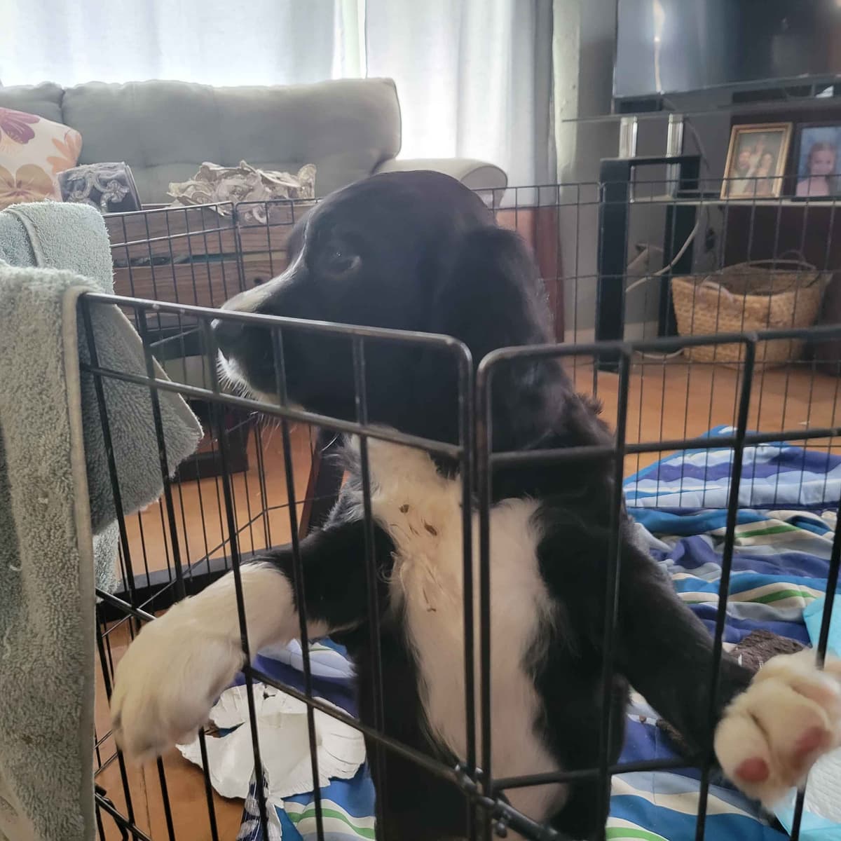 Adorable English Springer Spaniel Puppies ONLY 2 LEFT IN THIS LITTER! breeder image 10