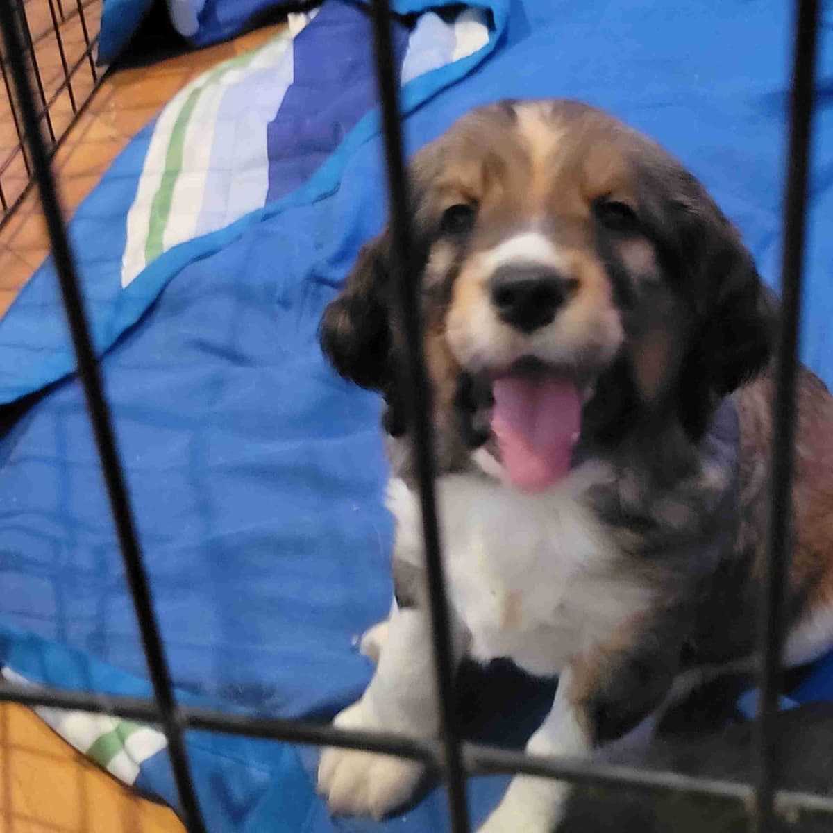 Adorable English Springer Spaniel Puppies ONLY 2 LEFT IN THIS LITTER! breeder image 12