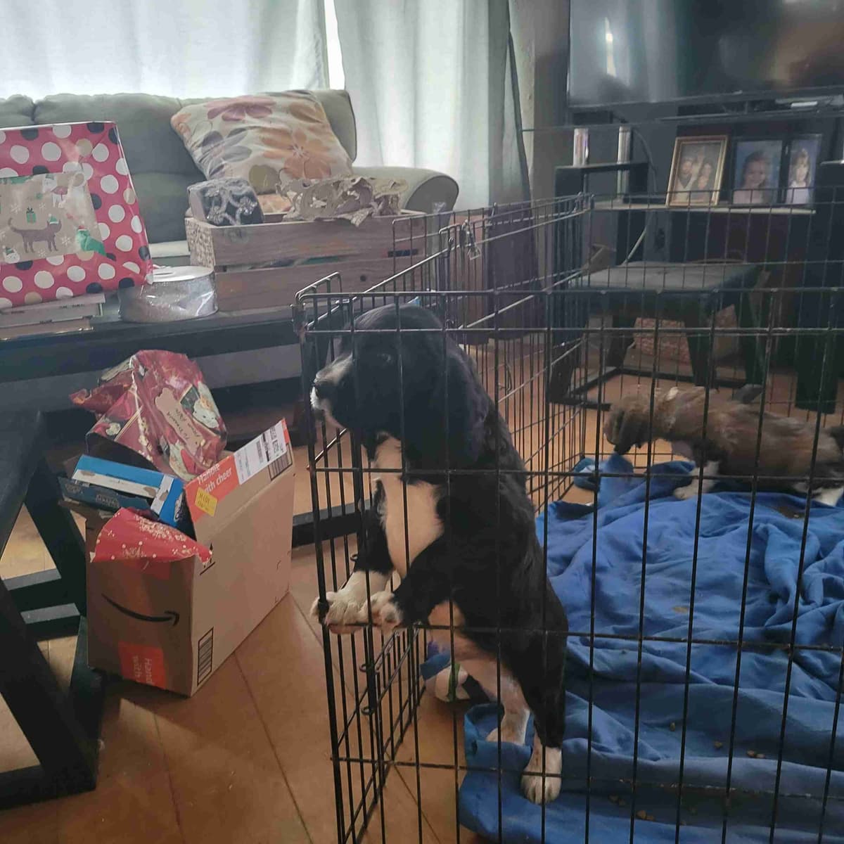 Adorable English Springer Spaniel Puppies ONLY 2 LEFT IN THIS LITTER! breeder image 9