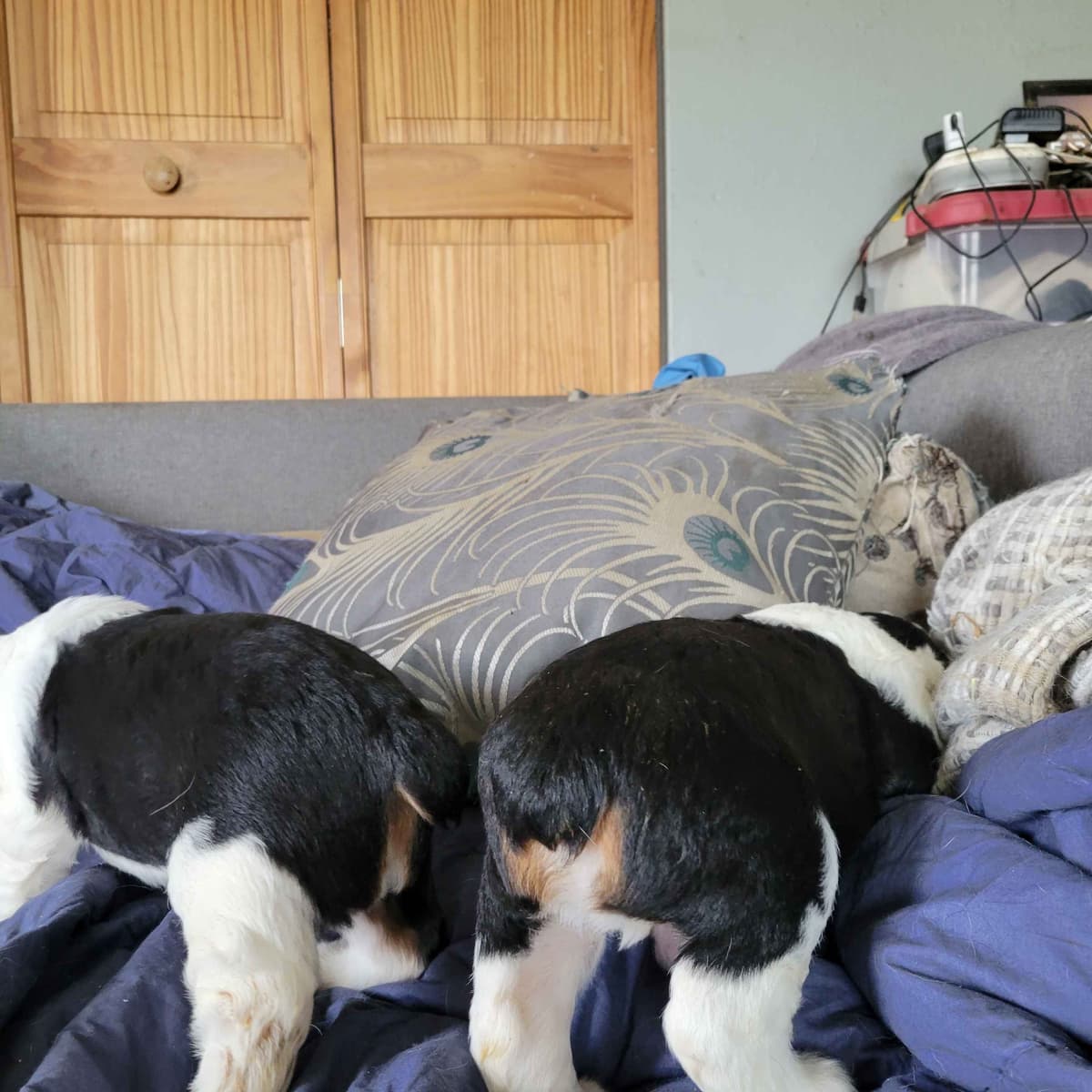 Adorable English Springer Spaniel Puppies ONLY 2 LEFT IN THIS LITTER! breeder image 11