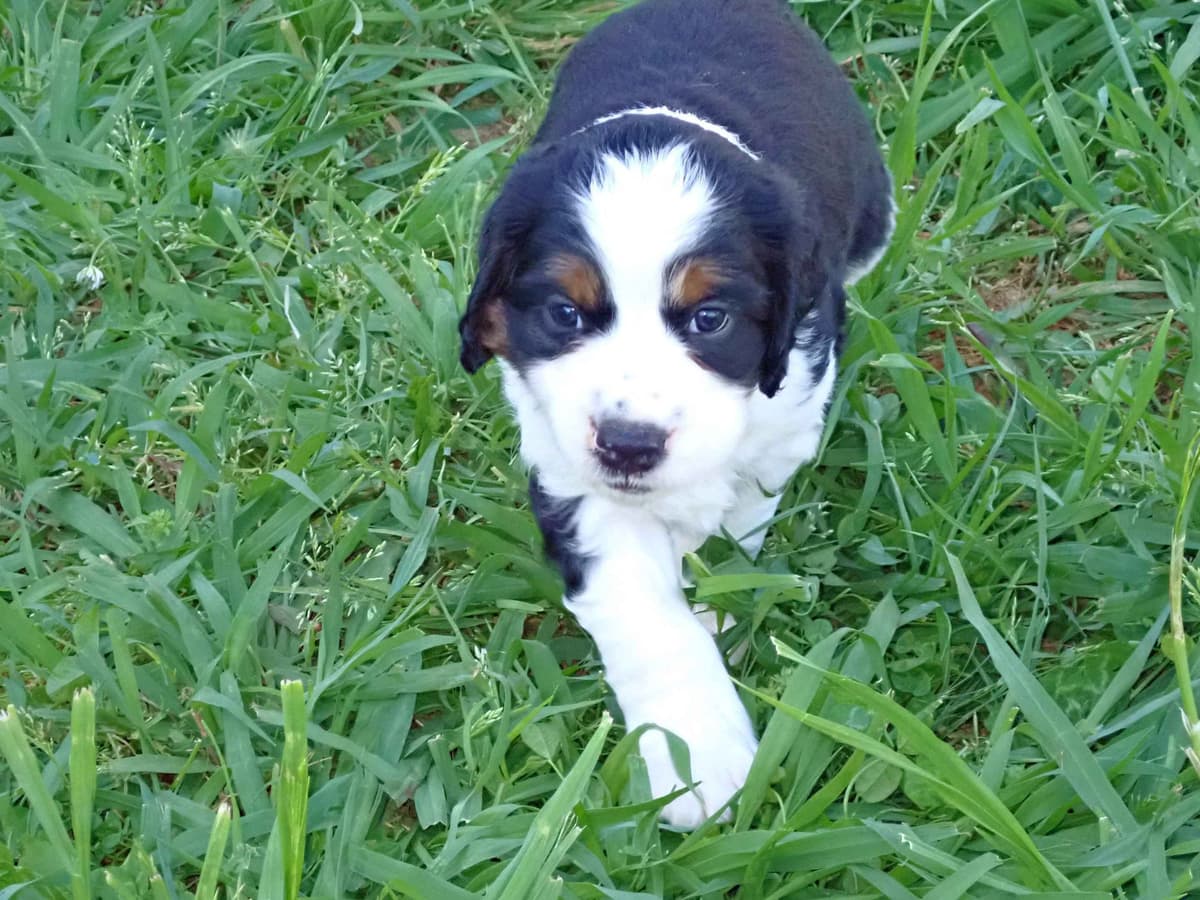 Adorable English Springer Spaniel Puppies ONLY 2 LEFT IN THIS LITTER! breeder image 1