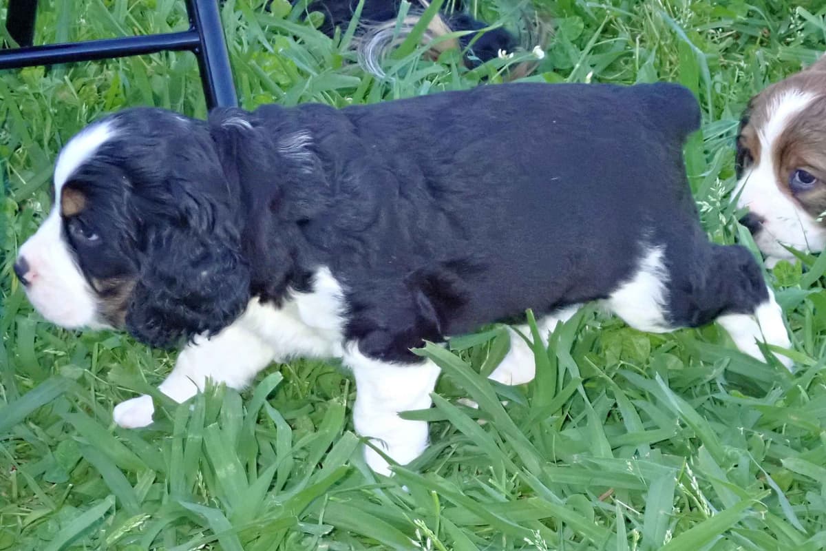Adorable English Springer Spaniel Puppies ONLY 2 LEFT IN THIS LITTER! breeder image 3
