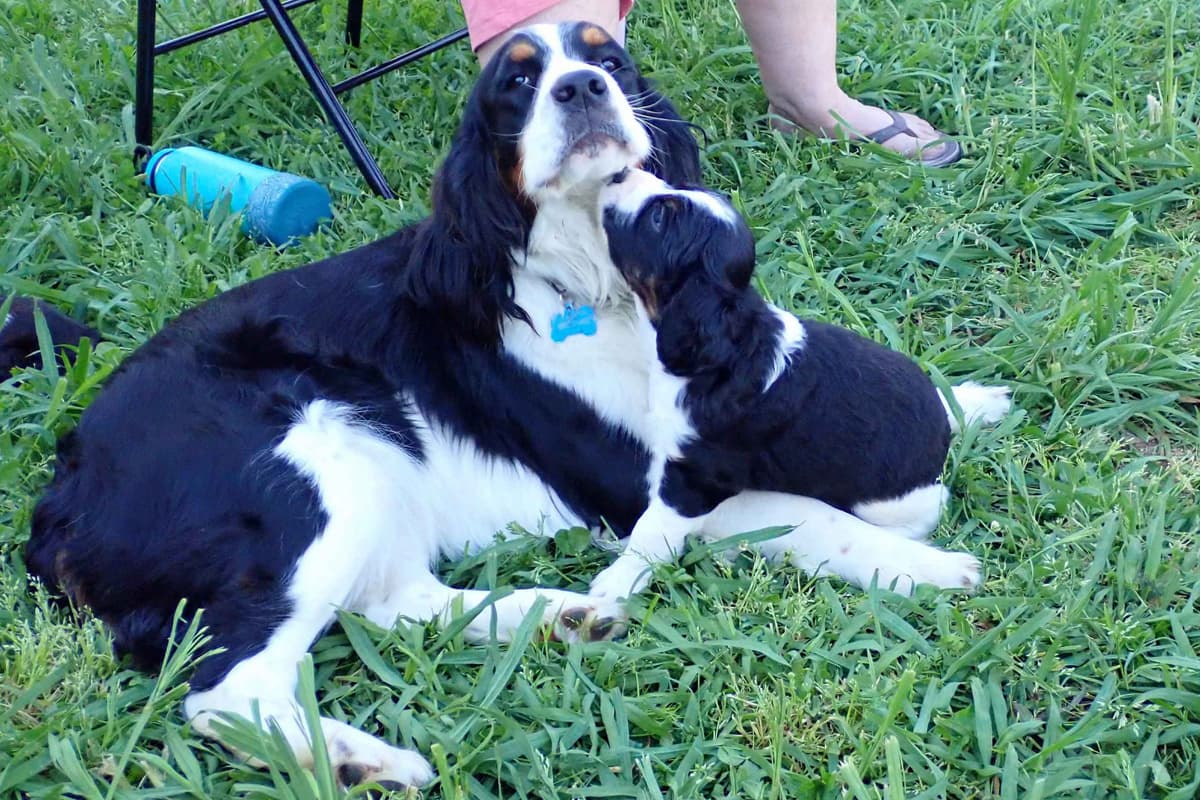 Adorable English Springer Spaniel Puppies ONLY 2 LEFT IN THIS LITTER! breeder image 7