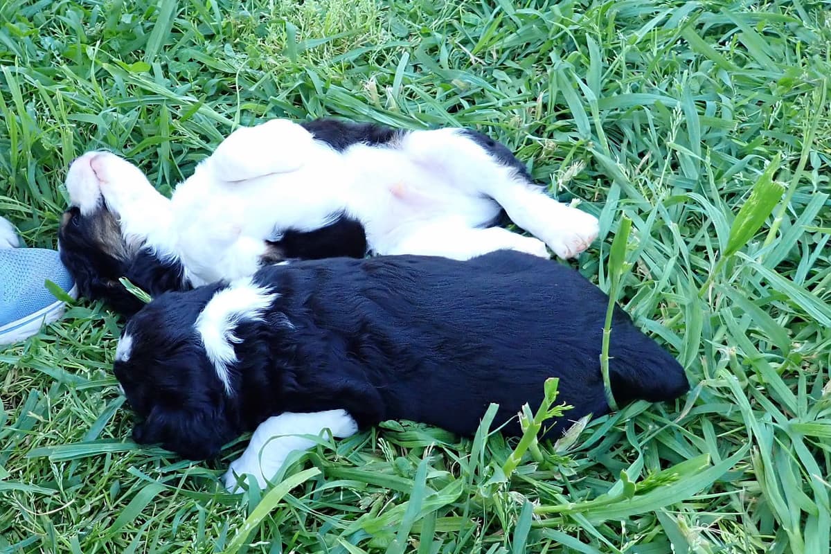 Adorable English Springer Spaniel Puppies ONLY 2 LEFT IN THIS LITTER! breeder image 6