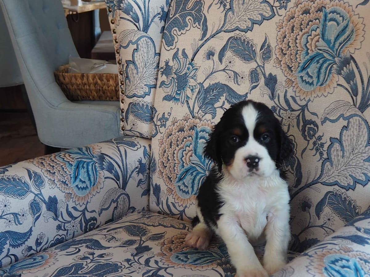 Adorable English Springer Spaniel Puppies ONLY 2 LEFT IN THIS LITTER! breeder image 16
