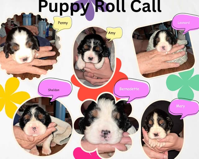 Adorable English Springer Spaniel Puppies ONLY  2 LEFT IN THIS LITTER! media 4