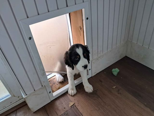 Adorable English Springer Spaniel Puppies ONLY  2 LEFT IN THIS LITTER! media 2