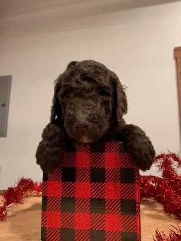 Labrador Retriever Puppies breeder image 1