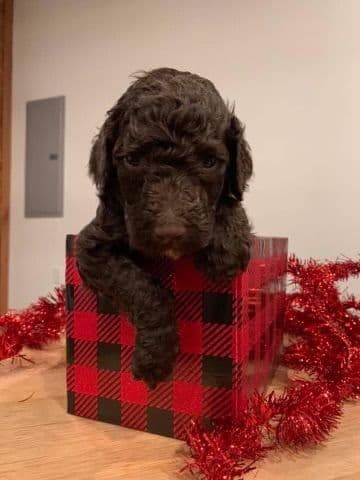Labrador Retriever Puppies breeder image 4