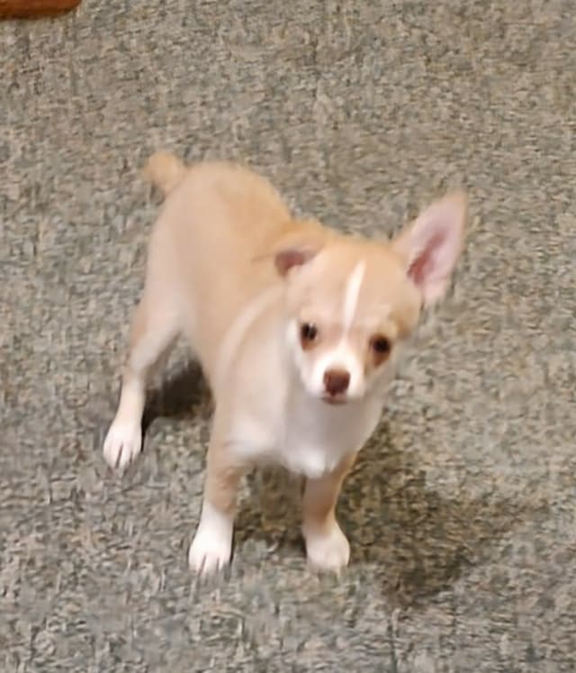 Chihuahua Puppies media 2