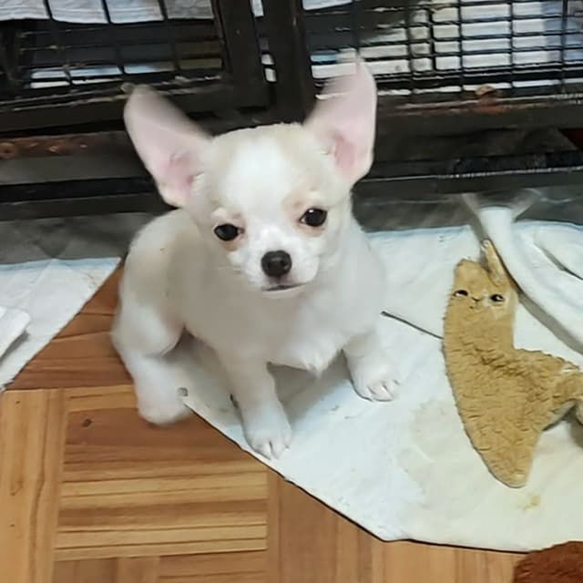 Chihuahua Puppies media 2