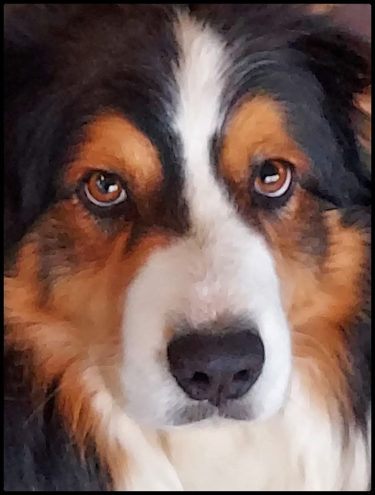 Australian Shepherd Puppies breeder image 2