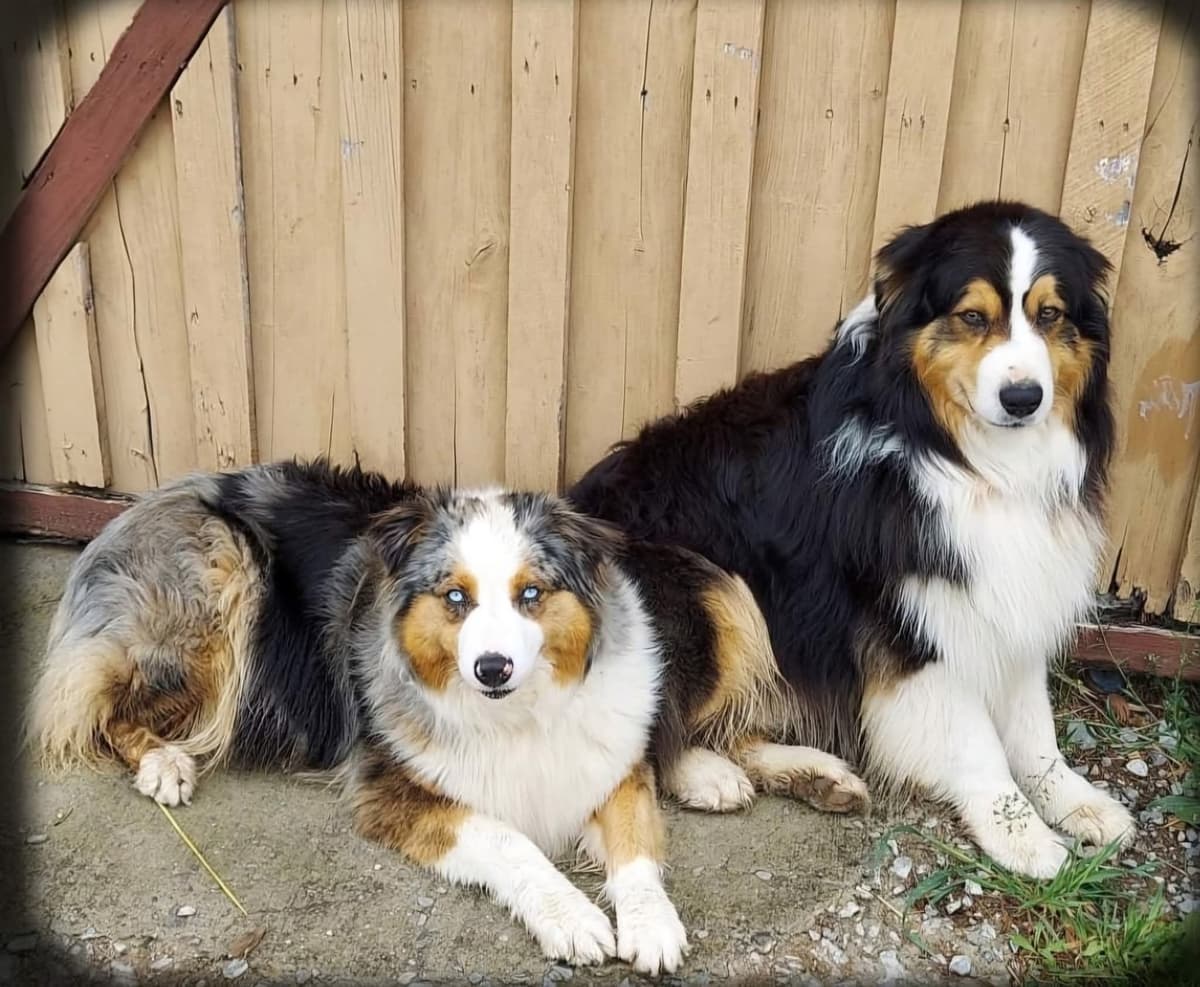 Australian Shepherd Puppies breeder image 4