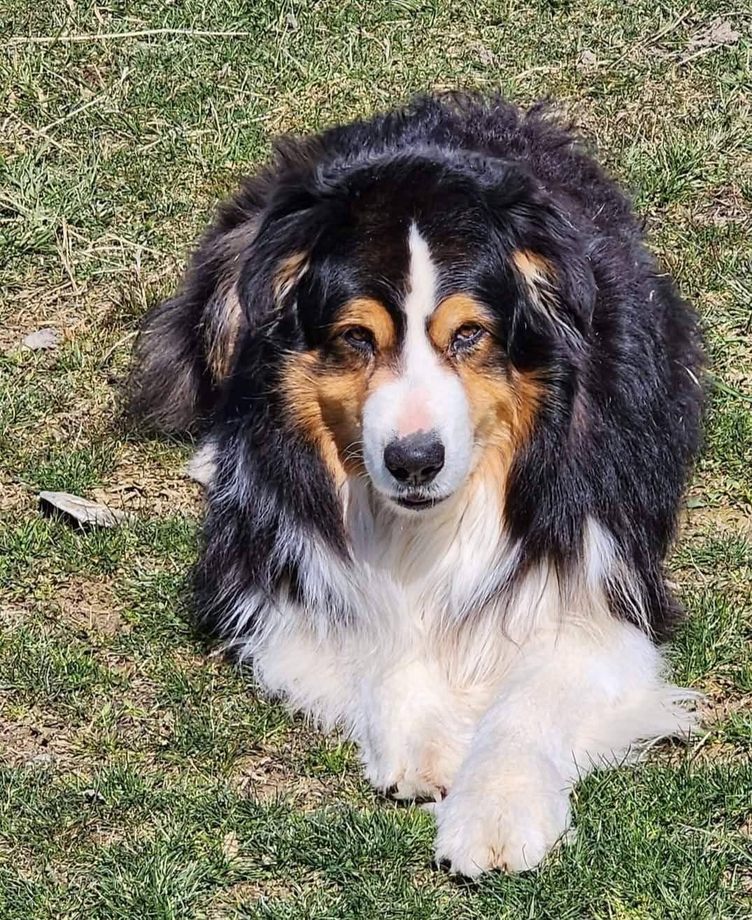Australian Shepherd Puppies breeder image 5