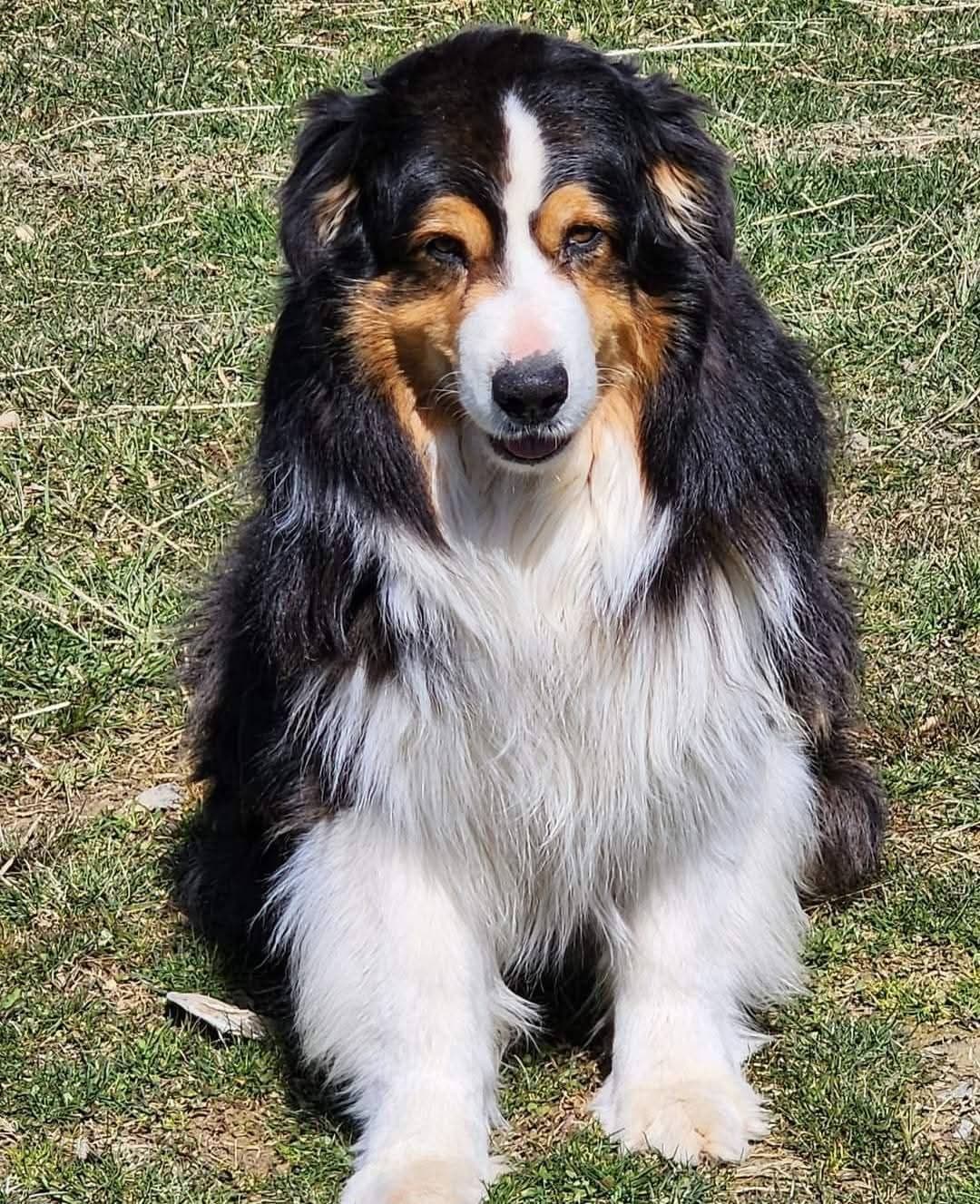 Australian Shepherd Puppies breeder image 3