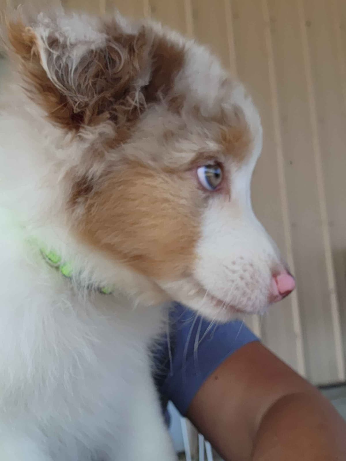 Australian Shepherd Puppies breeder image 6