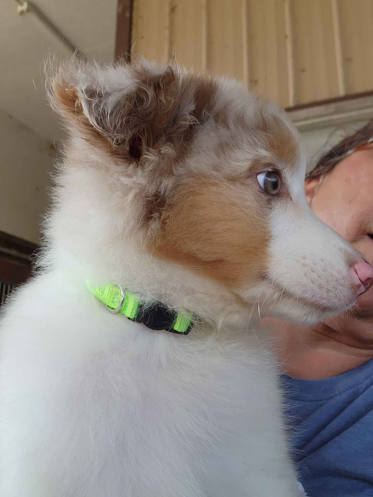 Australian Shepherd Puppies breeder image 7