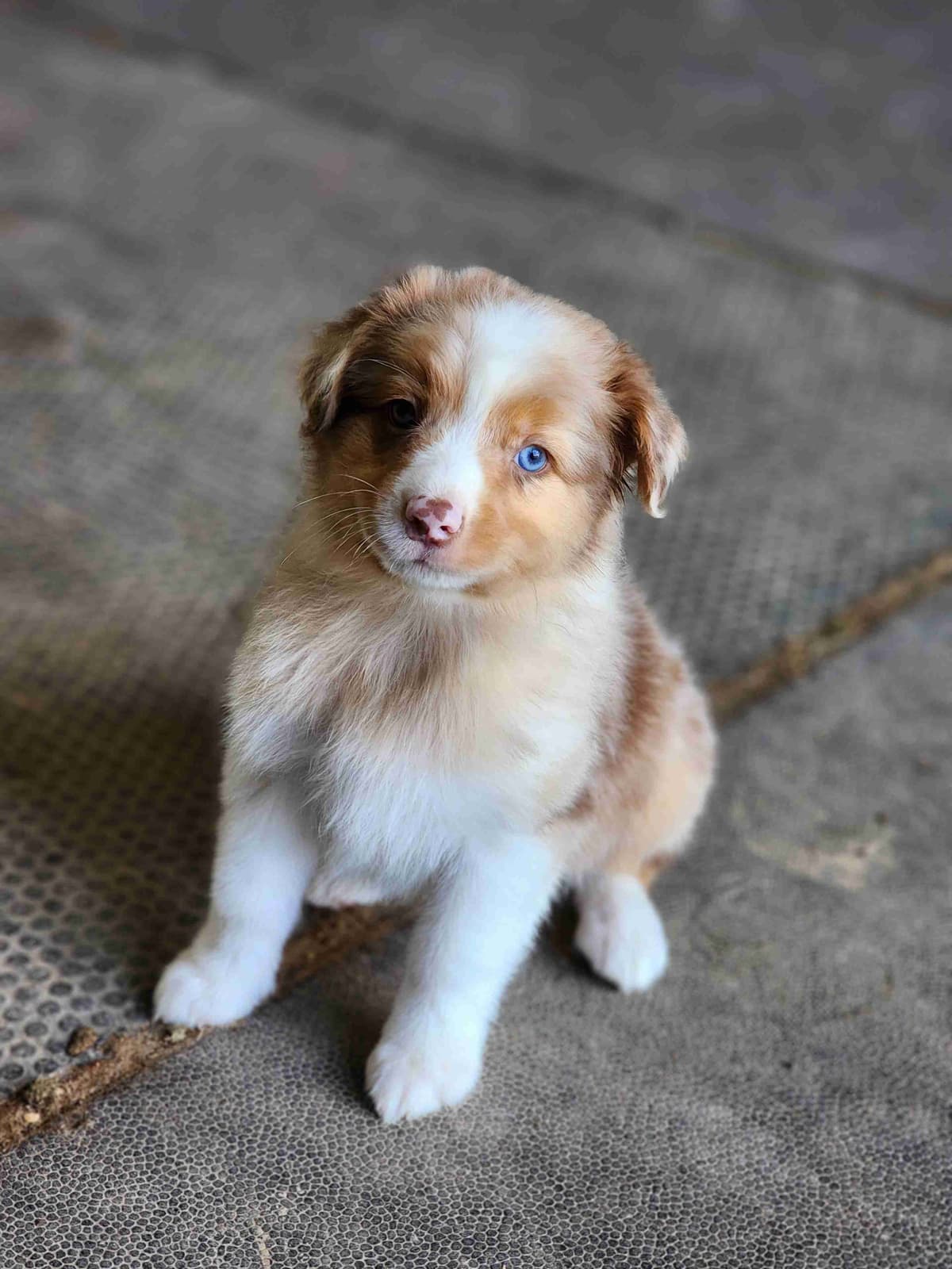 Australian Shepherd Puppies breeder image 8