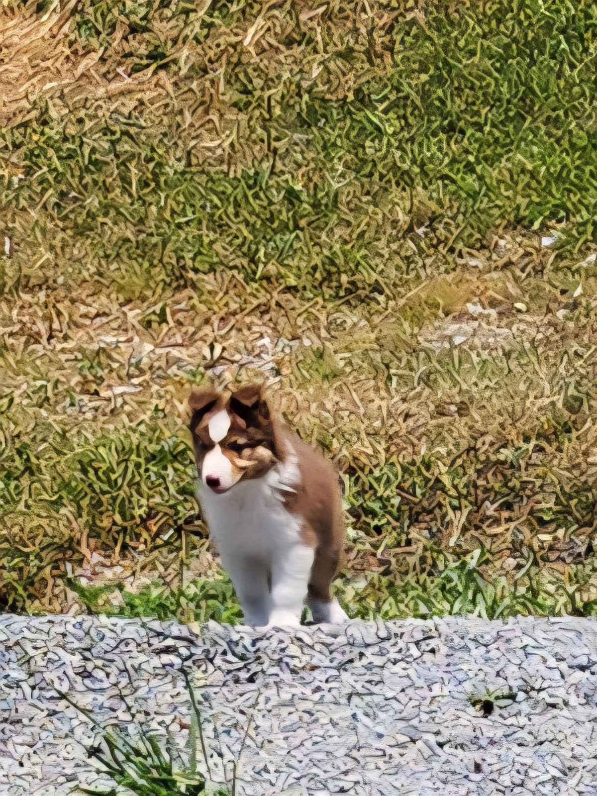 Australian Shepherd Puppies breeder image 9