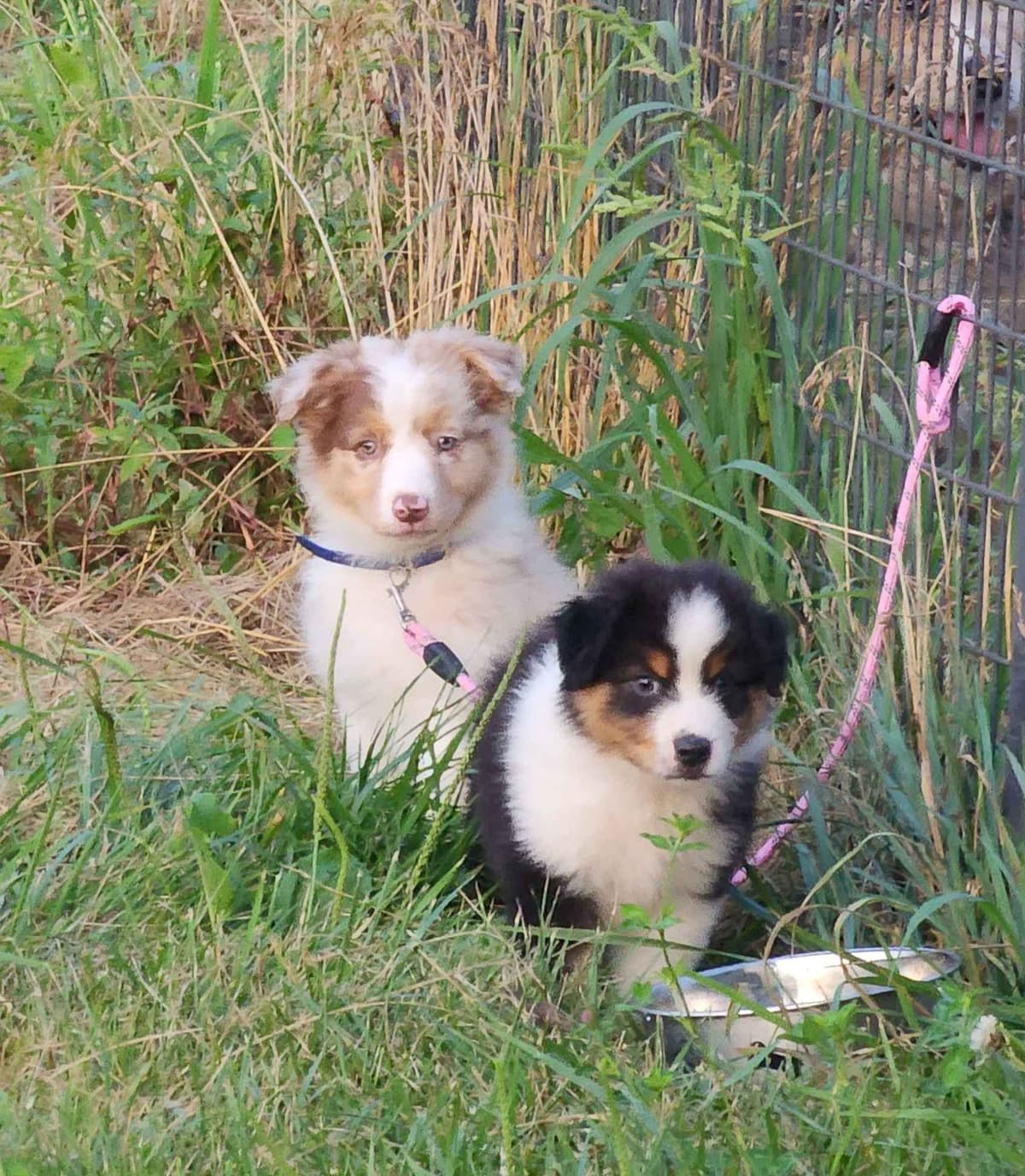 Australian Shepherd Puppies breeder image 10